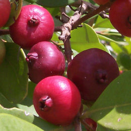 Guayabo peruano, Guayabo cereza